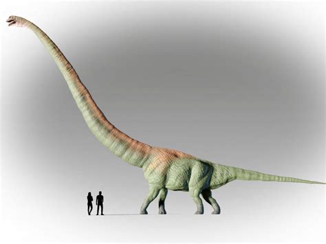 Ce dinosaure avait un cou de 15 mètres de long Sciences et Avenir