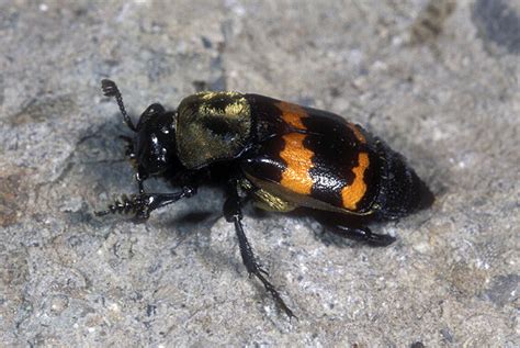 Burying Beetle Nicrophorus Tomentosus BugGuide Net