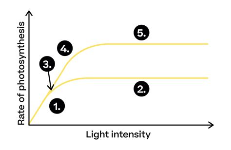 Factors Limiting The Rate Of Photosynthesis Higher Biology