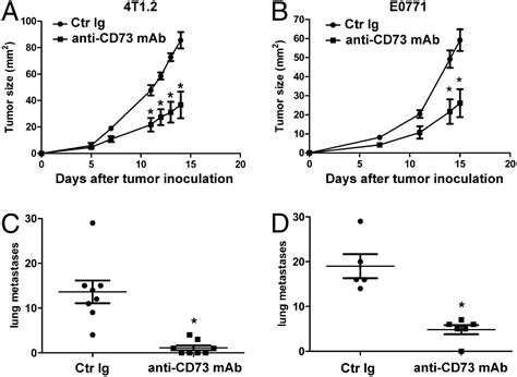 Anti Cd Antibody Therapy Inhibits Breast Tumor Growth And Metastasis