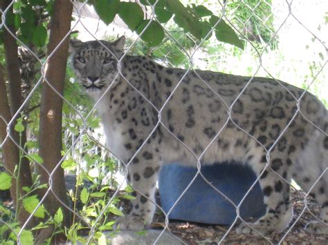 File:Toledo Zoo Snow Leopard.jpg - Wikipedia