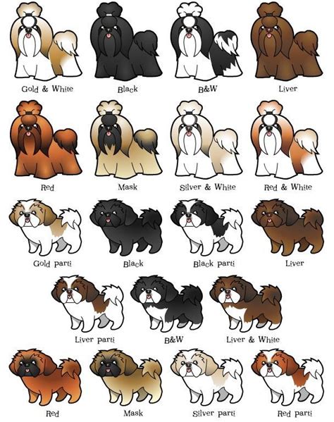 Shih Tzu Color Chart