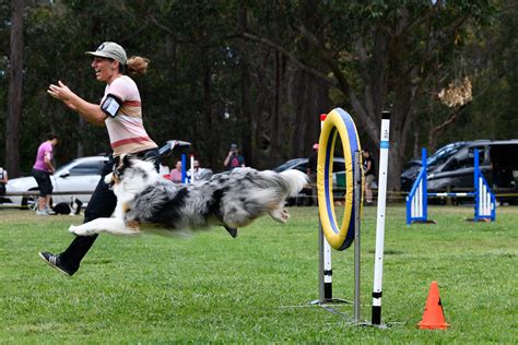 What Is Agility Training Dogs