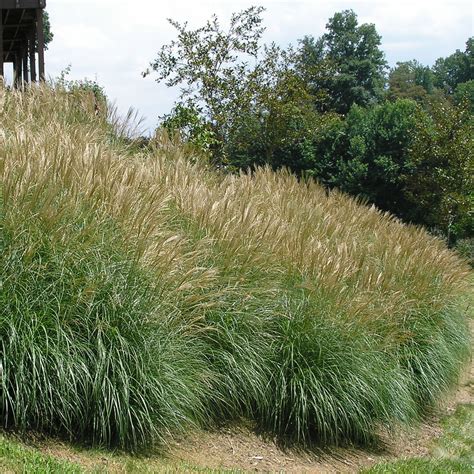 Miscanthus Sinensis Adagio Adagio Miscanthus Chinese Silver Grass