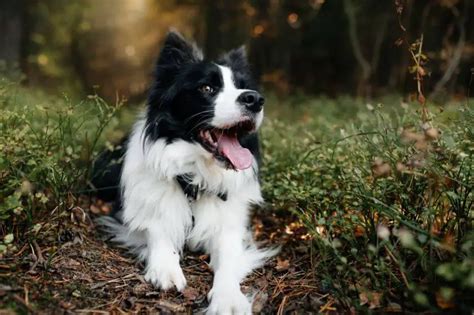 Border Collie Opis Rasy Cena Charakterystyka Zwierzaki