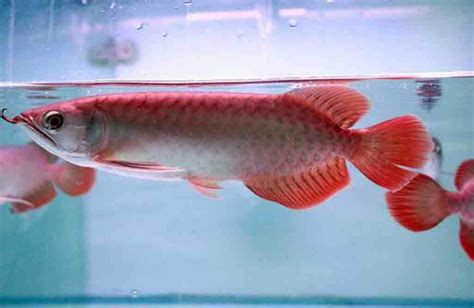 Panduan Lengkap Memelihara Ikan Arwana Golden Red Super Red Arwana