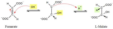 Krebs Cycle Step Proteopedia Life In D