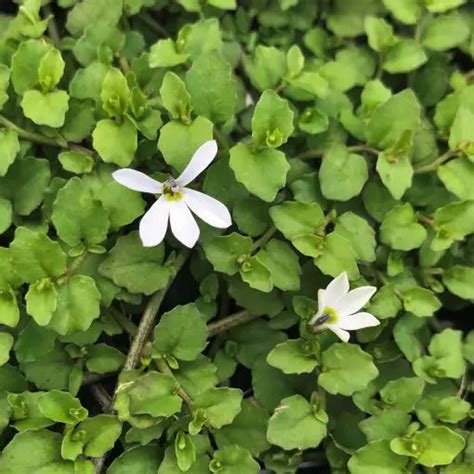 ground covers weed suppressing  maintenance coverage nursery