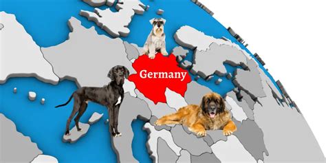 37 Popular German Dog Breeds List ( Alphabetical )