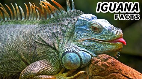 Green Iguana Facts Aka The Orange Iguana Animal Fact Files Youtube