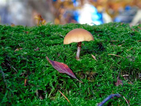 Download Mushroom Down Leaf Royalty Free Stock Illustration Image Pixabay