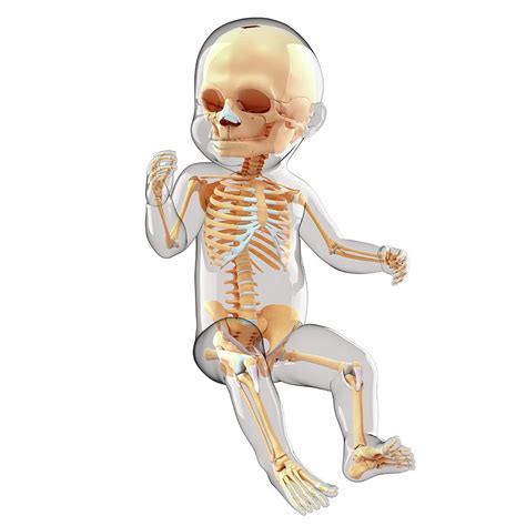 Baby's Skeletal System #33 Photograph by Pixologicstudio - Pixels