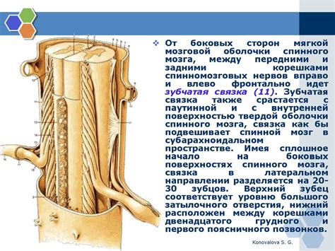 Спиной мозг - презентация онлайн