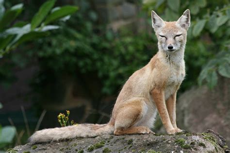 Corsac Fox Facts, Habitat, Diet, Life Cycle, Baby, Pictures