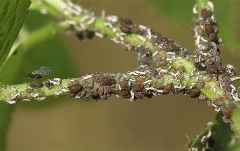 Blog How Bad Is It To Have Aphids On My Redding Property