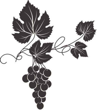 Decorative Grape Vine Silhouette Stock Illustration - Download Image ...