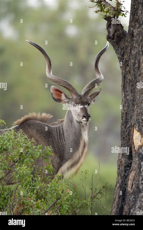 Greater Kudu Tragelaphus Strepsiceros Okavango Delta Botswana Stock