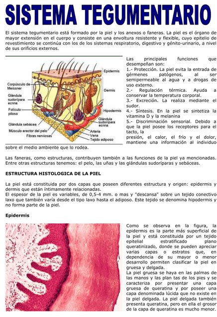 Caracter Sticas Del Sistema Tegumentario Cuerpo Humano