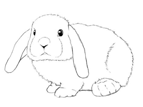 Baby Bugs Bunny Mini Lop Bunnies Cute Bunny Bugs Drawing Rabbit