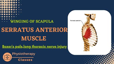 Serratus Anterior Muscle Boxers Palsy Winging Of Scapula Anatomy