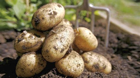 Comment faire germer des pommes de terre avant de les planter à la