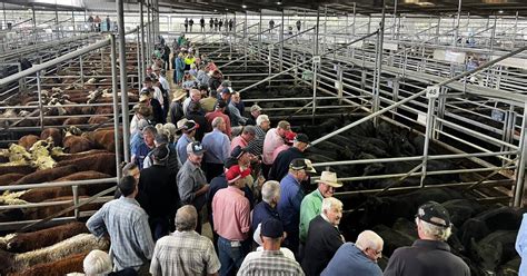 Bairnsdale Cattle Prices Fall As Agents Point To Surplus Stock Stock