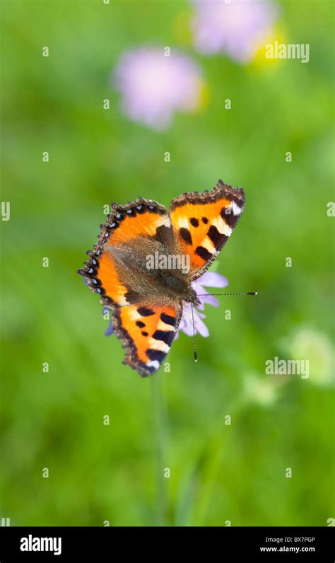 Small Tortoiseshell Aglais Urticae Nymphalidae Nymphalinae