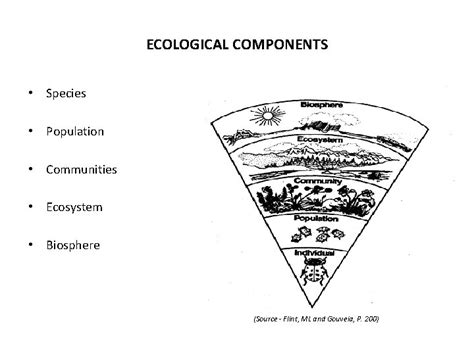 Ecological Hierarchy Ecological Organization Ecological Components