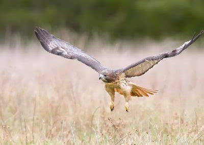 Birds Of Prey Mike Lentz Nature Photography