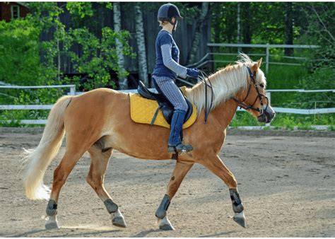 Horseback Riding Equipment List (What You Actually Need)