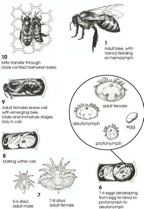 [pdf] Diagnosis Of Honey Bee Diseases Semantic Scholar