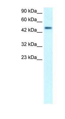 CREB3 Regulatory Factor Antibody NBP1 79997 Bio Techne