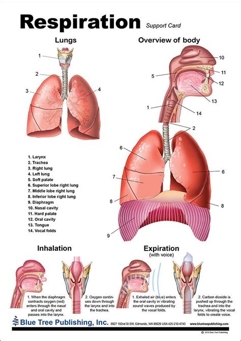 Respiration Anatomical Chart Artofit