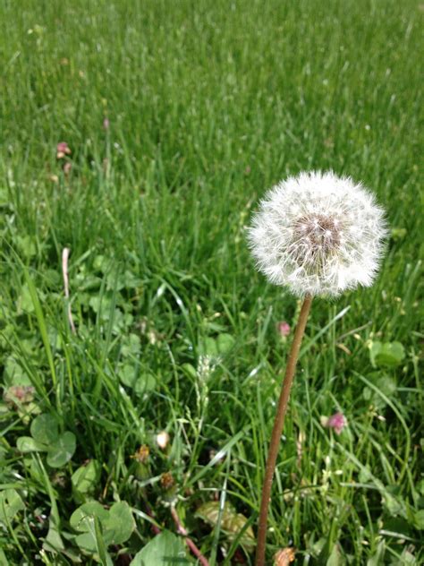 Kostenlose foto Gras blühen Feld Rasen Wiese Löwenzahn Prärie