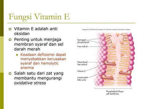 Ppt Vitamin Larut Lemak Powerpoint Presentation Free Download Id