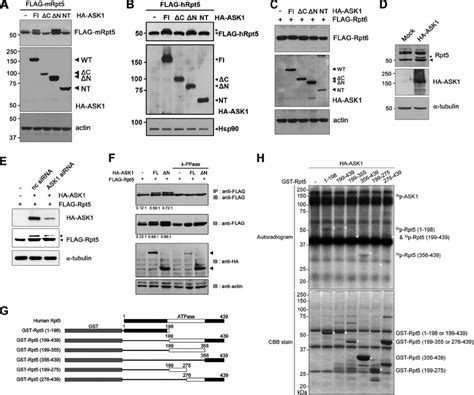 ASK1 Phosphorylates Rpt5 In Vivo And In Vitro AC HeLa Cells Were