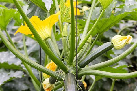 How To Grow Courgettes Patch Plants