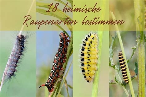 Raupen Bestimmen 18 Heimische Raupenarten