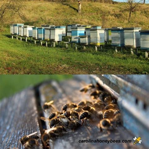 Several Beehives Are Shown In This Split Photo And The Same One Is Full