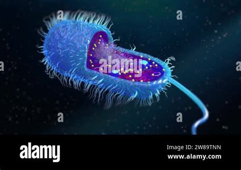 Structure of a bacterial cell with lot of flagellum, having or being ...