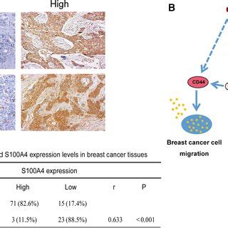 S A Is The Target Gene In Osterix Osx Induced Cell Migration And