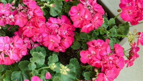 How To Keep Geraniums Blooming Secrets To Success