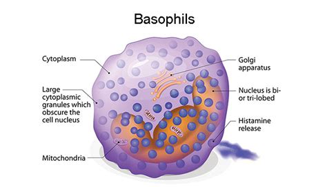 Basophils – What You Need to Know – New Life Ticket