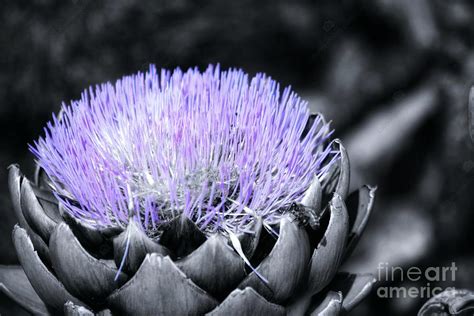 The Thistle Flower Photograph By Ladonna Mccray Pixels