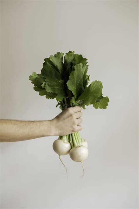 Organic Fresh Harvested Vegetables Farmer`s Hands Holding Fresh Turnip