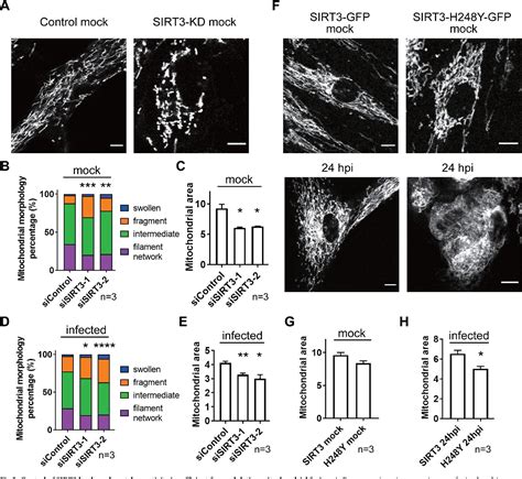 Figure From The Antiviral Sirtuin Bridges Protein Acetylation To