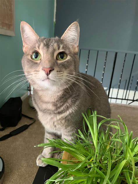 Cats for Adoption in Lisbon, Ohio | Alpha Paw