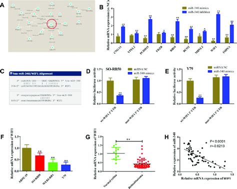 MiR 340 Directly Targets WIF1 A MiRNA MRNA Network Analysis The