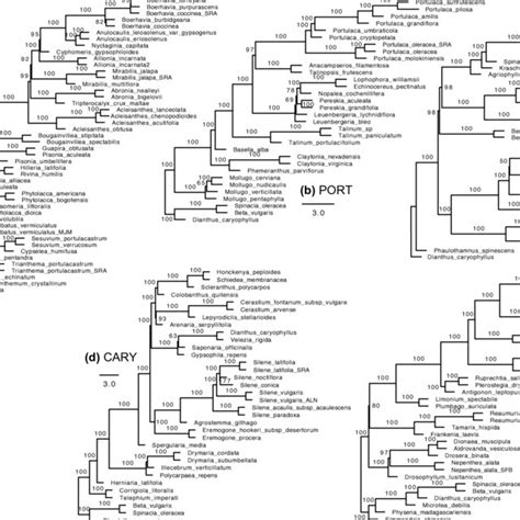 Caryophyllales phylogeny inferred from 305 transcriptomes. The maximum ...