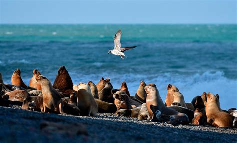 Restringen El Acceso En Playas De Viedma Por Casos De Gripe Aviar En